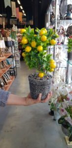 Süs yapay minik limon ağacı modelleri | Akıllı Hayat İstanbul Süs yapay minik limon ağacı modelleri