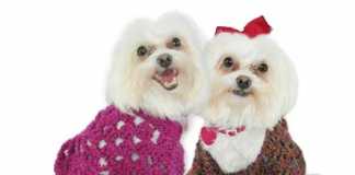 ŞİRİN ÖRGÜ KÖPEK GİYSİSİ MODELİ YAPILIŞI (ANLATIMLI)