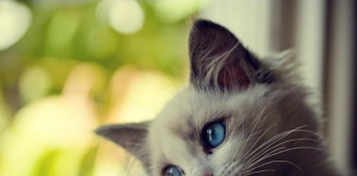 Sevimli ve masum kedi fotoğrafı